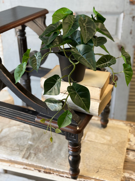 Hanging Plant | 16" | Shady Stripes | NOT CURRENTLY IN STOCK-New For Spring 2027!