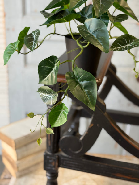 Hanging Plant | 16" | Shady Stripes | NOT CURRENTLY IN STOCK-New For Spring 2027!