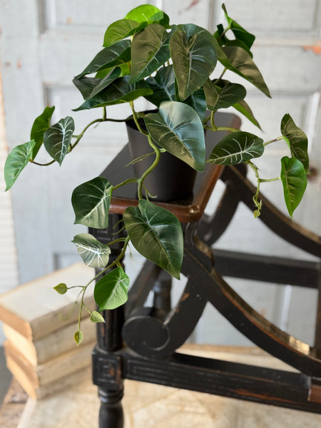 Hanging Plant | 16" | Shady Stripes | NOT CURRENTLY IN STOCK-New For Spring 2027!