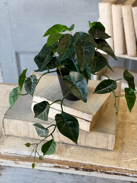 Hanging Plant | 16" | Shady Stripes | NOT CURRENTLY IN STOCK-New For Spring 2027!
