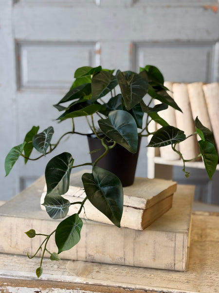 Hanging Plant | 16" | Shady Stripes | NOT CURRENTLY IN STOCK-New For Spring 2027!