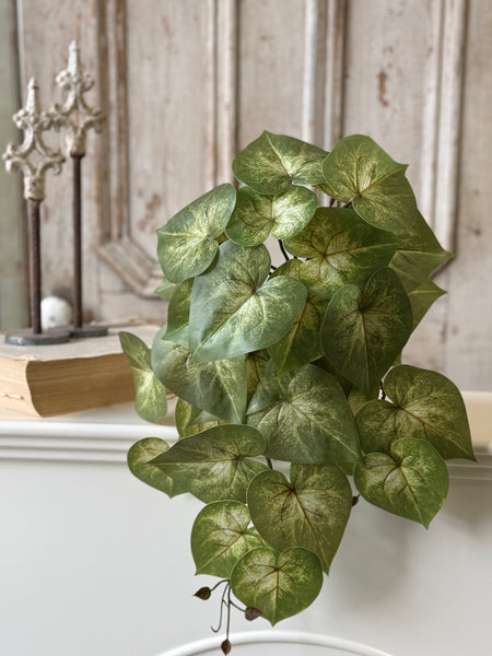 Sunsplash Caladium Hanging | 20" | NOT CURRENTLY IN STOCK-New For Spring 2027!