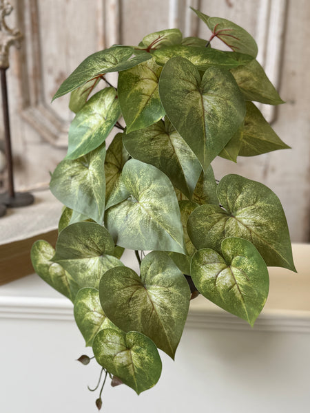 Sunsplash Caladium Hanging | 20" | NOT CURRENTLY IN STOCK-New For Spring 2027!