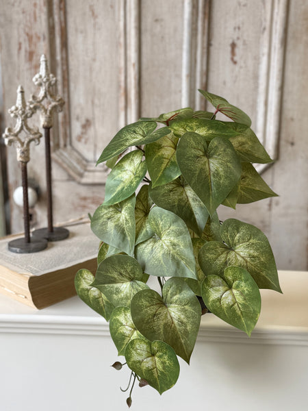 Sunsplash Caladium Hanging | 20" | NOT CURRENTLY IN STOCK-New For Spring 2027!