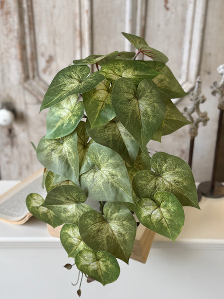 Sunsplash Caladium Hanging | 20" | NOT CURRENTLY IN STOCK-New For Spring 2027!