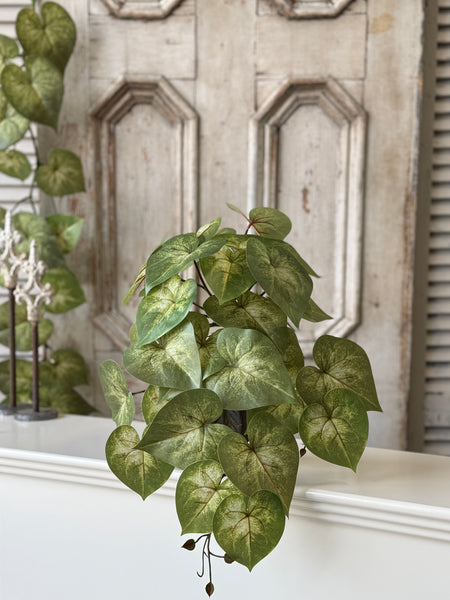 Sunsplash Caladium Hanging | 20" | NOT CURRENTLY IN STOCK-New For Spring 2027!