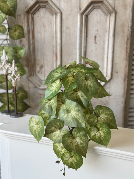 Sunsplash Caladium Hanging | 20" | NOT CURRENTLY IN STOCK-New For Spring 2027!