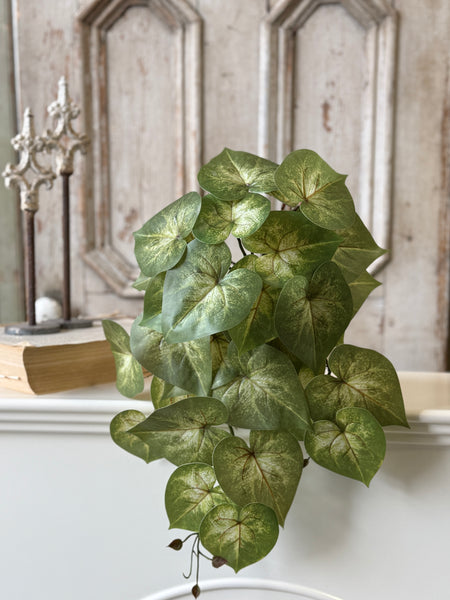 Sunsplash Caladium Hanging | 20" | NOT CURRENTLY IN STOCK-New For Spring 2027!