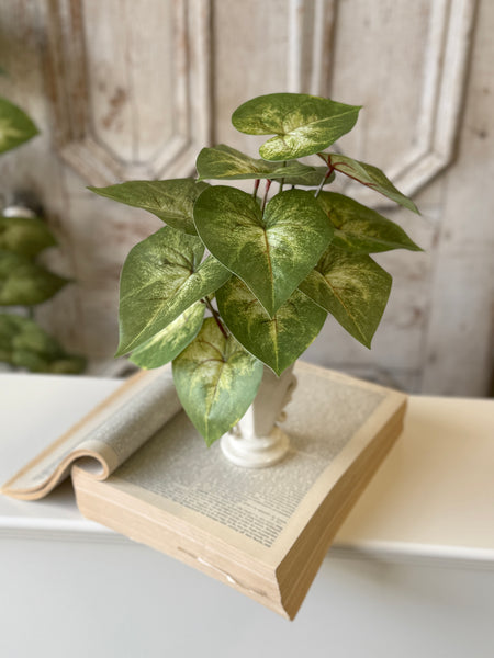 Sunsplash Caladium Bush | 11" | NOT CURRENTLY IN STOCK-New For Spring 2027!