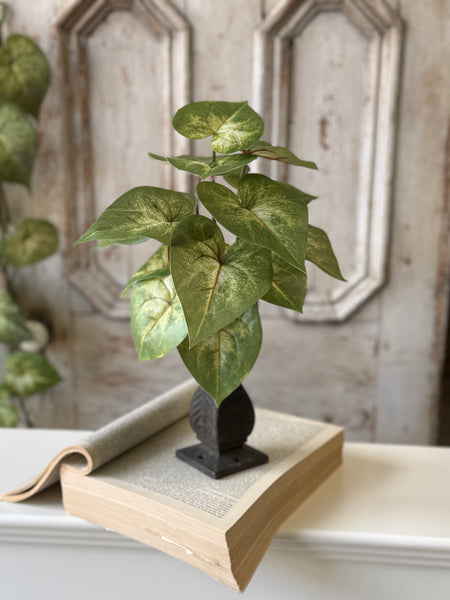 Sunsplash Caladium Bush | 11" | NOT CURRENTLY IN STOCK-New For Spring 2027!