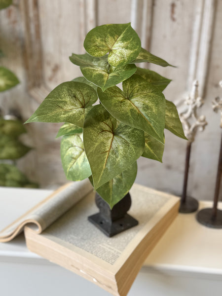 Sunsplash Caladium Bush | 11" | NOT CURRENTLY IN STOCK-New For Spring 2027!