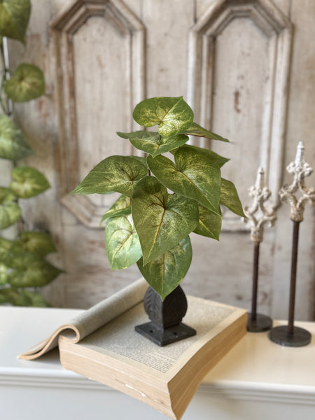 Sunsplash Caladium Bush | 11" | NOT CURRENTLY IN STOCK-New For Spring 2027!