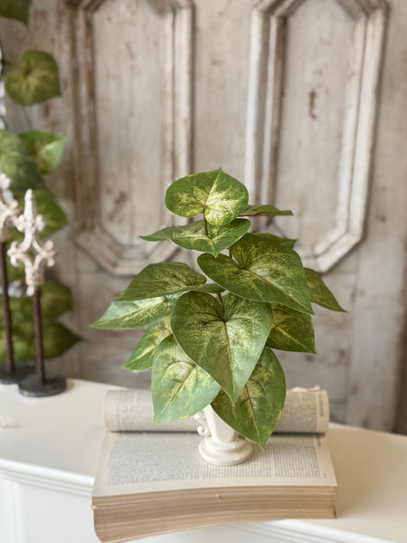 Sunsplash Caladium Bush | 11" | NOT CURRENTLY IN STOCK-New For Spring 2027!