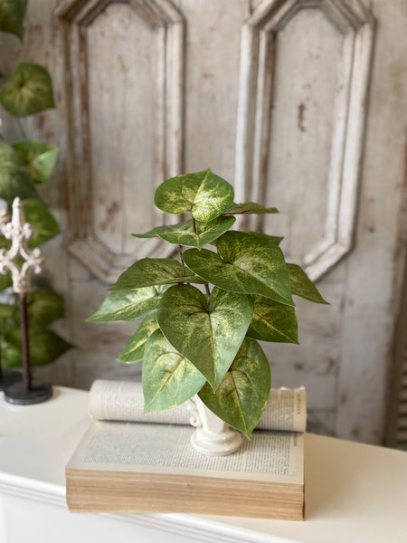 Sunsplash Caladium Bush | 11" | NOT CURRENTLY IN STOCK-New For Spring 2027!