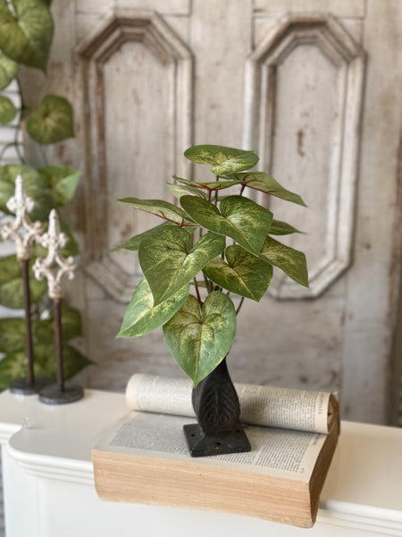 Sunsplash Caladium Bush | 11" | NOT CURRENTLY IN STOCK-New For Spring 2027!