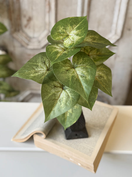 Sunsplash Caladium Bush | 11" | NOT CURRENTLY IN STOCK-New For Spring 2027!