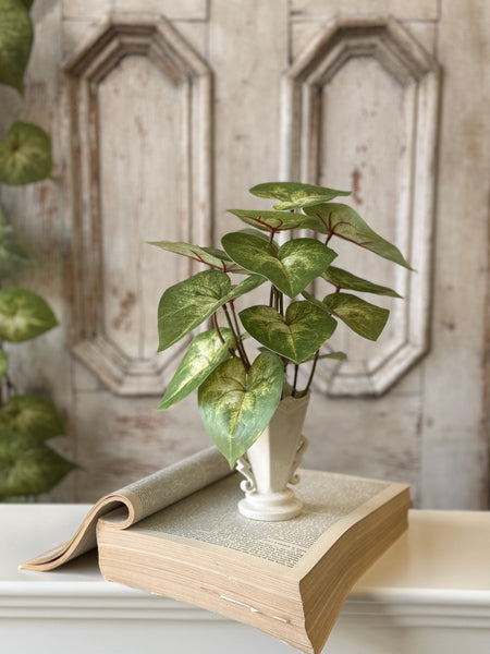 Sunsplash Caladium Bush | 11" | NOT CURRENTLY IN STOCK-New For Spring 2027!