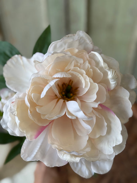 Enamor Peony Burst | 28" | Cream | NOT CURRENTLY IN STOCK-New For Spring 2027!