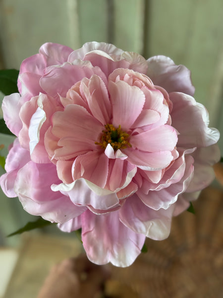 Enamor Peony Burst | 28" | Pink | NOT CURRENTLY IN STOCK-New For Spring 2027!