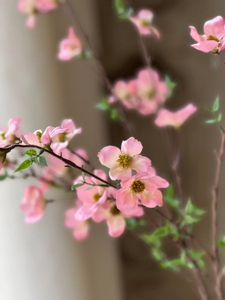 Pedigree Dogwood | 36" | Pink | SOLD OUT