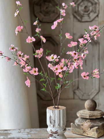 Pedigree Dogwood | 36" | Pink | SOLD OUT