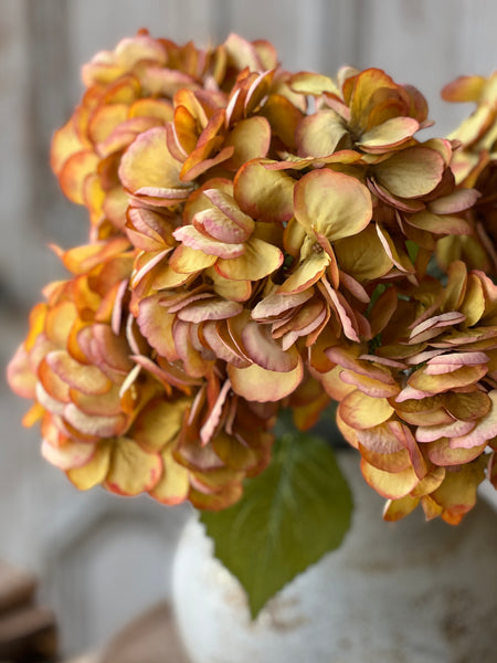 Debut Hydrangeas | 23" | Ginger | SOLD OUT