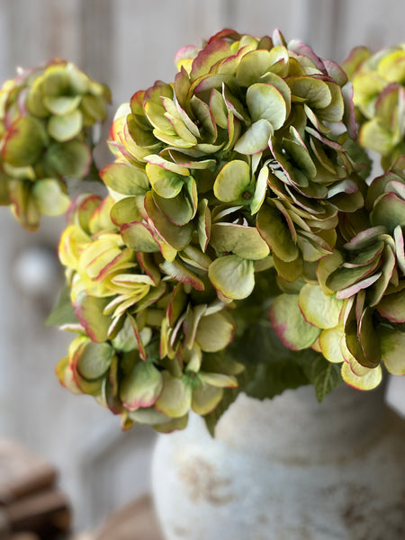 Debut Hydrangeas | 23" | Awaken | SOLD OUT