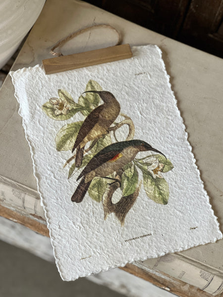 Beguiling Birds Prints | No. 1