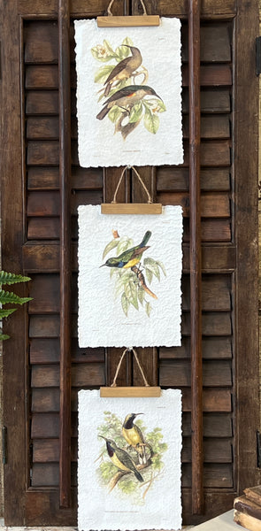Beguiling Birds Prints | No. 3