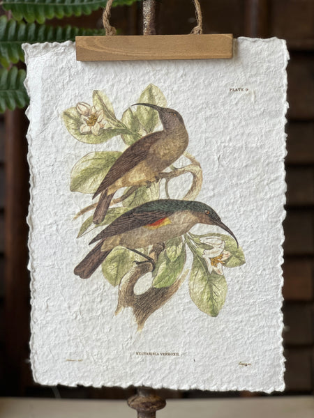 Beguiling Birds Prints | No. 1