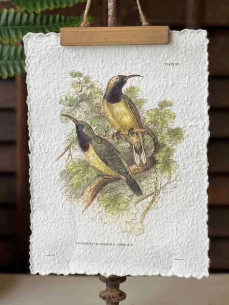 Beguiling Birds Prints | No. 3