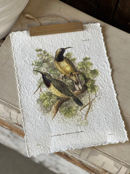 Beguiling Birds Prints | No. 3