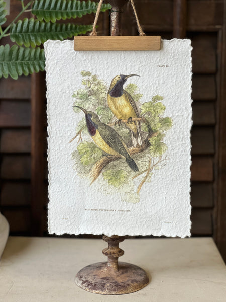 Beguiling Birds Prints | No. 3