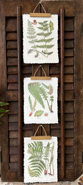 Fieldguide Fern Prints | No. 1