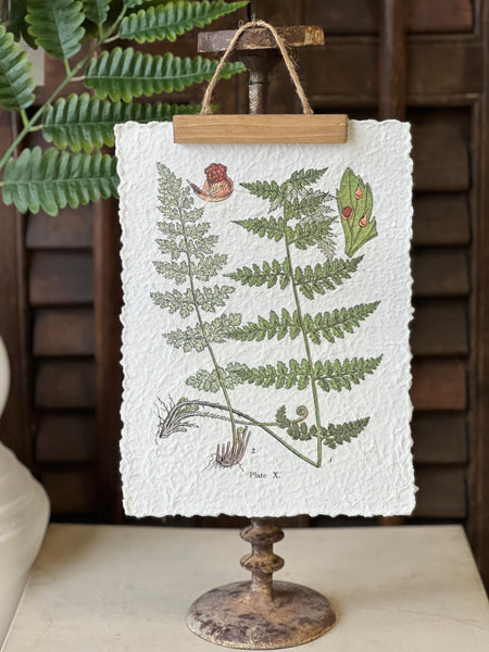 Fieldguide Fern Prints | No. 1