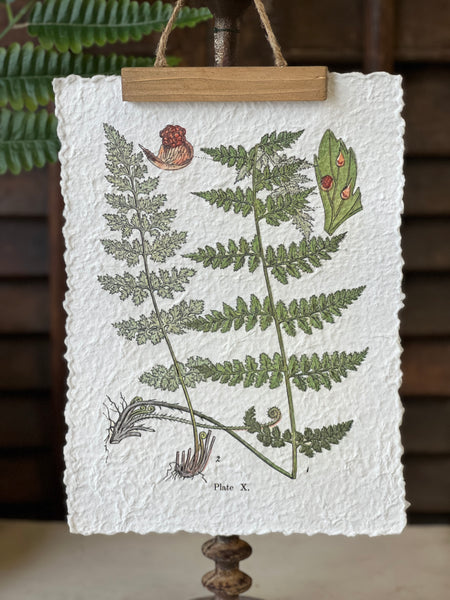 Fieldguide Fern Prints | No. 1