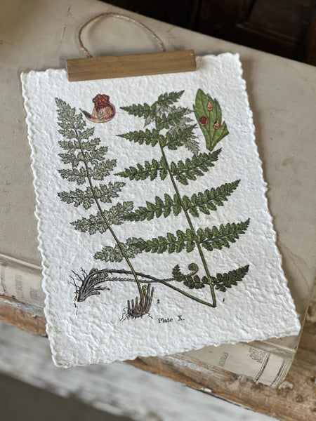 Fieldguide Fern Prints | No. 1
