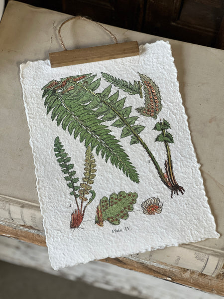 Fieldguide Fern Prints | No. 2