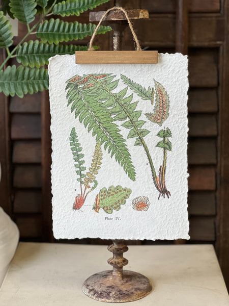 Fieldguide Fern Prints | No. 2