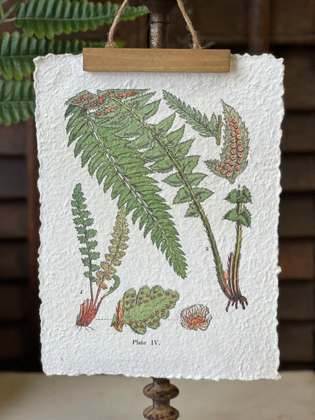Fieldguide Fern Prints | No. 2