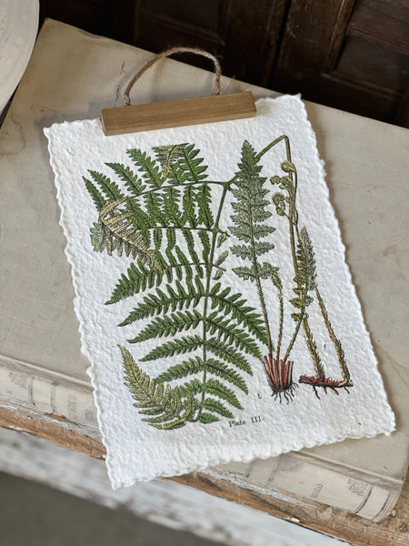 Fieldguide Fern Prints | No. 3