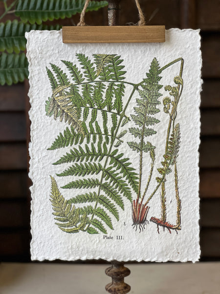 Fieldguide Fern Prints | No. 3