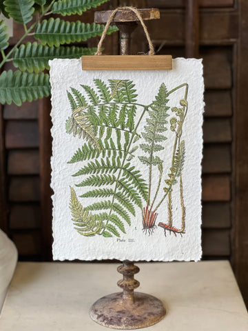 Fieldguide Fern Prints | No. 3