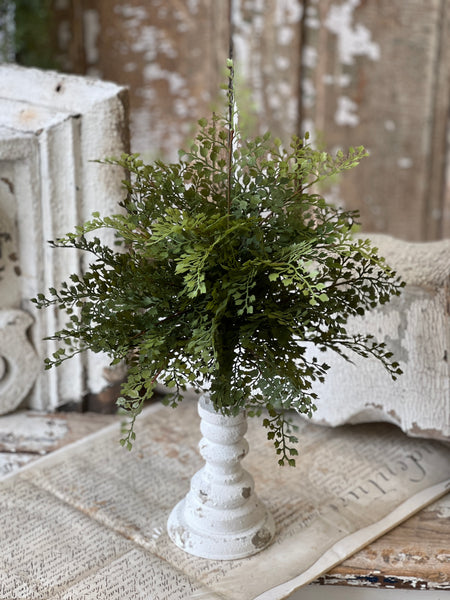 Damsel Fern Bush | 16" | NOT CURRENTLY IN STOCK - ETA December