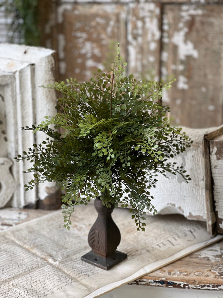 Damsel Fern Bush | 16" | NOT CURRENTLY IN STOCK - ETA December