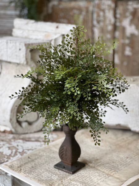 Damsel Fern Bush | 16" | NOT CURRENTLY IN STOCK - ETA December