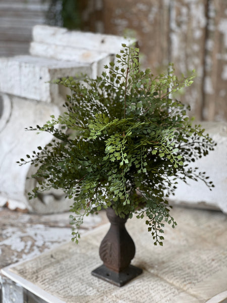 Damsel Fern Bush | 16" | NOT CURRENTLY IN STOCK - ETA December