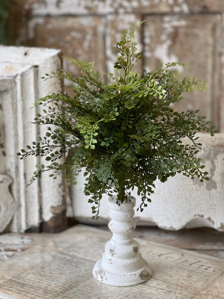 Damsel Fern Bush | 16" | NOT CURRENTLY IN STOCK - ETA December