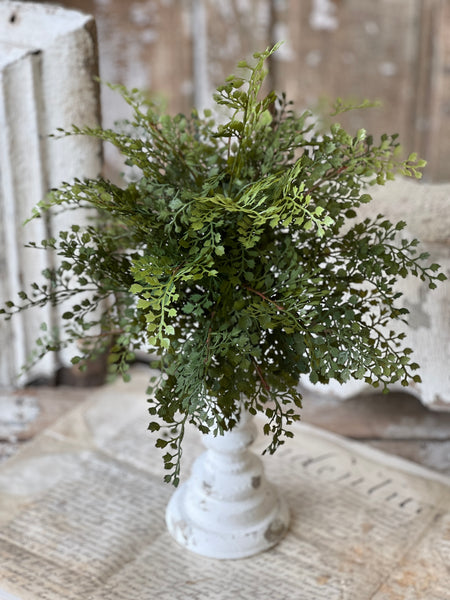 Damsel Fern Bush | 16" | NOT CURRENTLY IN STOCK - ETA December