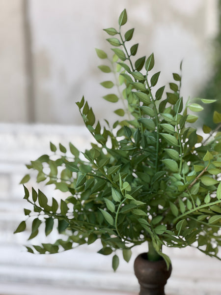 Wood Thrush Leaves Bush | 15" | NOT CURRENTLY IN STOCK - ETA December